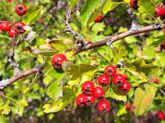 KDFB Herzogenaurach Spiri-Stupser von Martina Keller